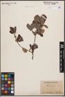 Foto von Salix cinerea L.